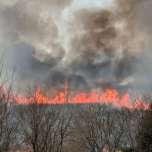 【高槻市】鵜殿のヨシ原焼き